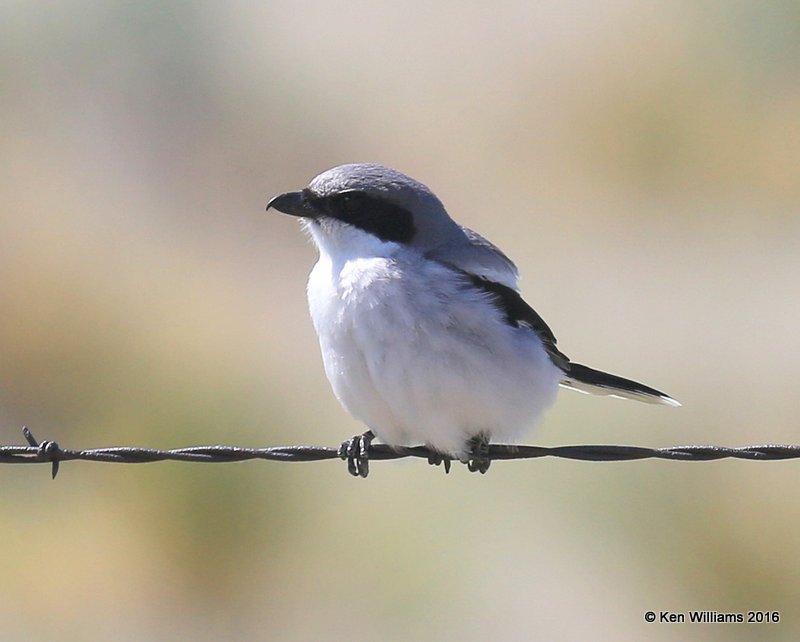 Loggerhead Shrike, Cimarron Co, OK, 5-11-16, Jpa_16188.jpg