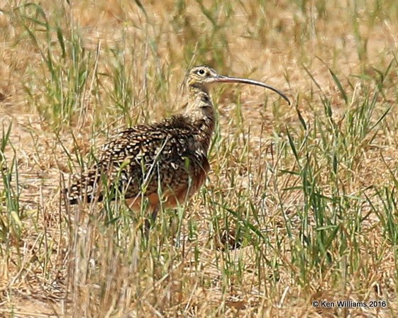 Long-billed Curlew, Cimarron Co, OK, 5-11-16, Jpa_16371.jpg