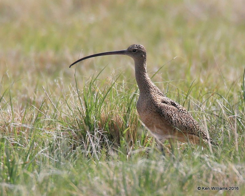 Long-billed Curlew, Cimarron Co, OK, 5-11-16, Jpa_16378.jpg
