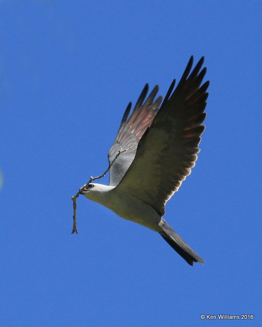 Mississippi Kite with nesting material, Cimarron Co, OK, 5-12-16, Jpa_53266.jpg