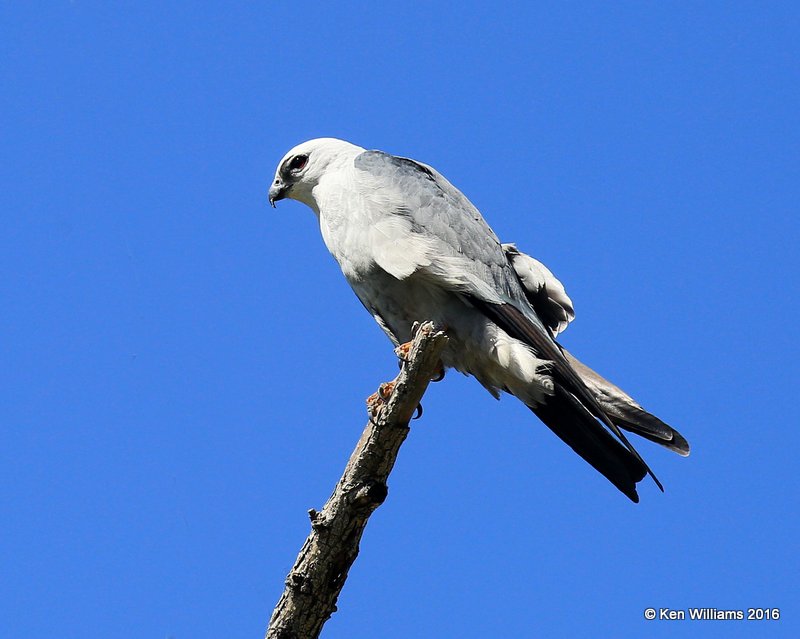 Mississippi Kite, Cimarron Co, OK, 5-12-16, Jpa_53274.jpg