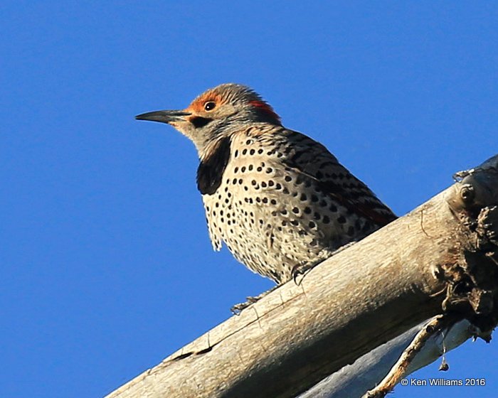 Northern Flicker male - Red-Shafted x Yellow-Shafted intergrade, Cimarron Co, OK, 5-10-16, Jpa_15337.jpg