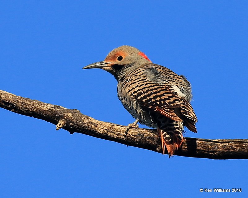 Northern Flicker male - Red-Shafted x Yellow-Shafted intergrade, Cimarron Co, OK, 5-12-16, Jpa_53199.jpg