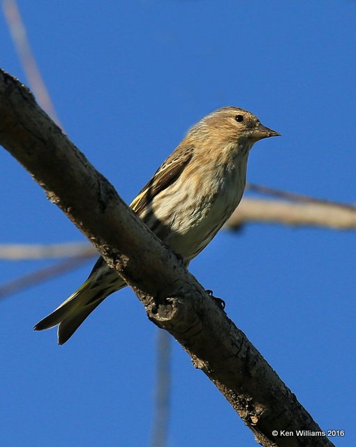 Pine Siskin, Cimarron Co, OK, 5-10-16, Jpa_15848.jpg