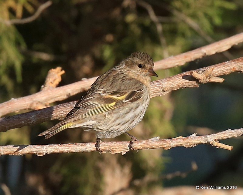 Pine Siskin, Cimarron Co, OK, 5-11-16, Jpa_16062.jpg