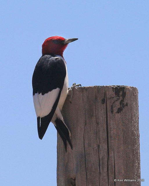 Red-headed Woodpecker, Cimarron Co, OK, 5-11-16, Jpa2_16241.jpg