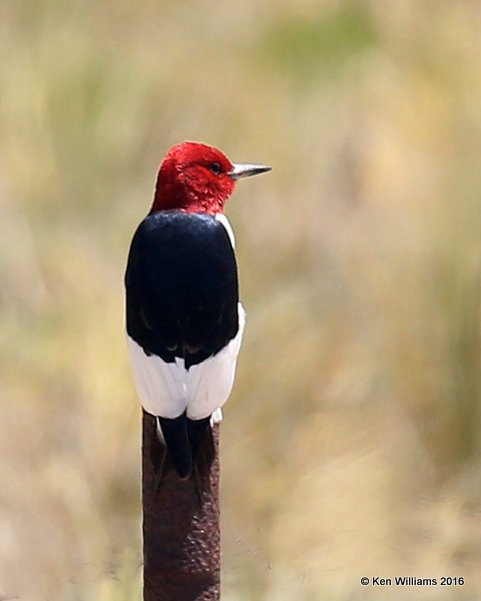 Red-headed Woodpecker, Cimarron Co, OK, 5-11-16, Jpa_16271.jpg