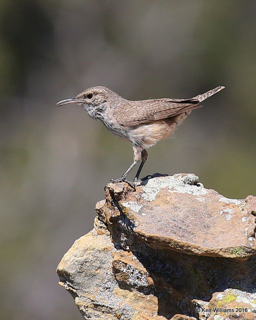 Rock Wren, Cimarron Co, OK, 5-10-16, Jpa_15433.jpg