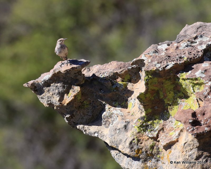 Rock Wren, Cimarron Co, OK, 5-10-16, Jpa_15453.jpg