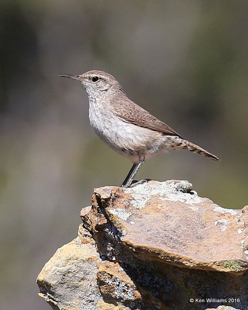 Rock Wren, Cimarron Co, OK, 5-10-16, Jpa_15464.jpg