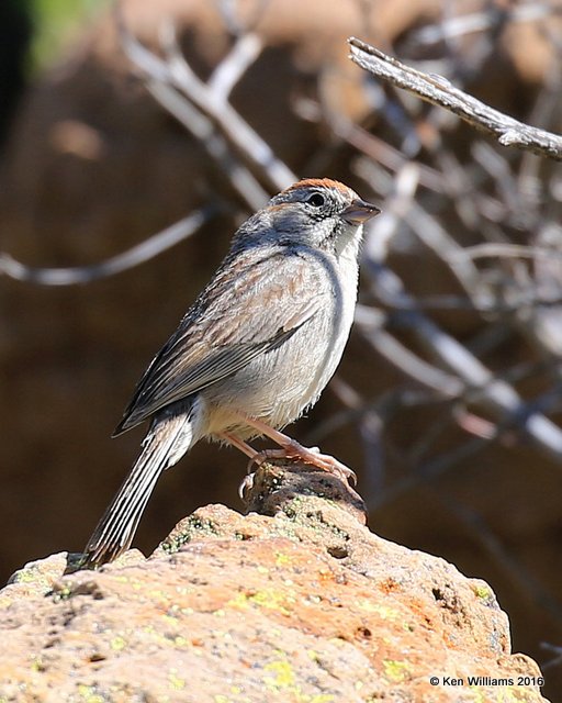 Rufous-crowned Sparrow, Cimarron Co, OK, 5-12-16, Jpa_53249.jpg