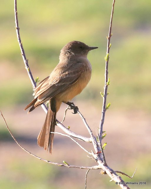 Say's Phoebe, Cimarron Co, OK, 5-11-16, Jpa_16065.jpg