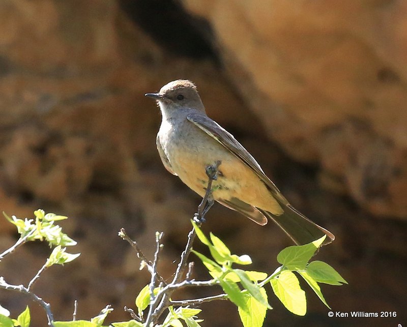 Say's Phoebe, Cimarron Co, OK, 5-11-16, Jpa_16201.jpg