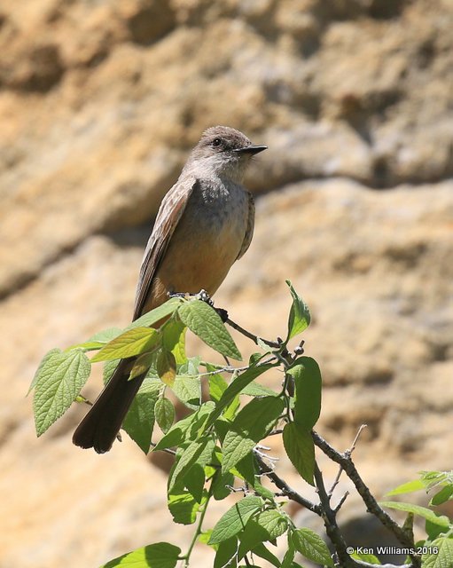 Say's Phoebe, Cimarron Co, OK, 5-11-16, Jpa_16216.jpg