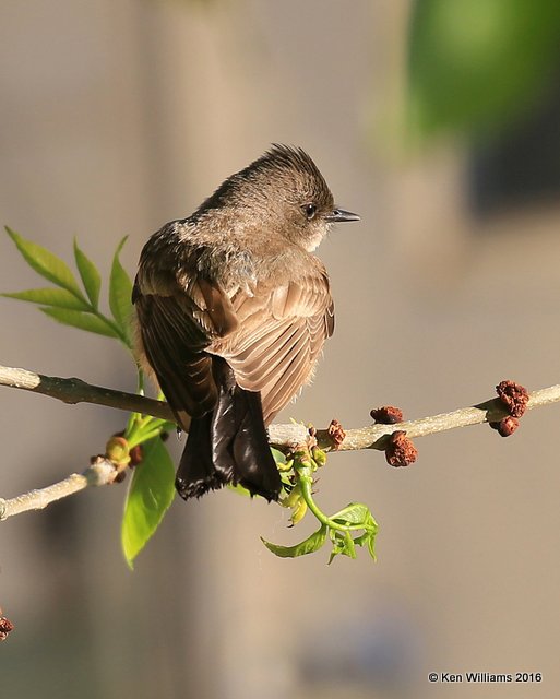 Say's Phoebe, Cimarron Co, OK, 5-12-16, Jpa_53218.jpg