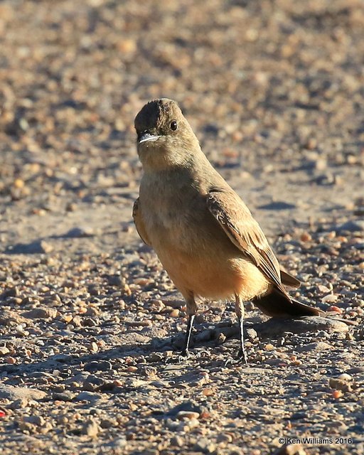 Say's Phoebe, Cimmaron Co, OK, 5-9-16, Jpa_1863.jpg