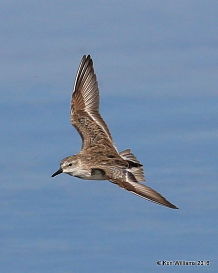 Semipalmated Sandpiper, Salt Plains NWR, Alfalfa Co, OK, 5-12-16, Jp2a_53443.jpg