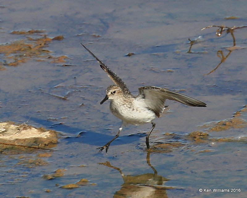 Semipalmated Sandpiper, Salt Plains NWR, Alfalfa Co, OK, 5-12-16, Jpa_53418.jpg