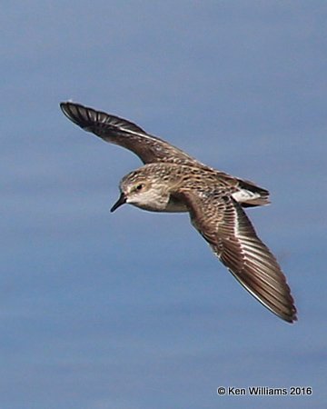 Semipalmated Sandpiper, Salt Plains NWR, Alfalfa Co, OK, 5-12-16, Jpa_53443.jpg