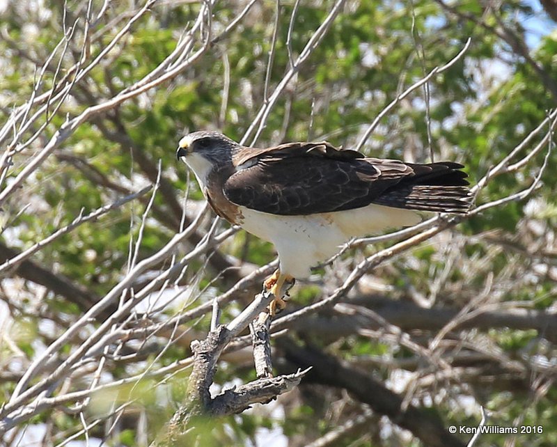 Swainson's Hawk, Cimarron Co, OK, 5-10-16, Jpa_15704.jpg