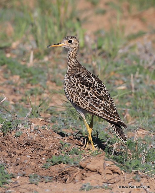 Upland Sandpiper, Cimmaron Co, OK, 5-9-16, Jpa_1713.jpg