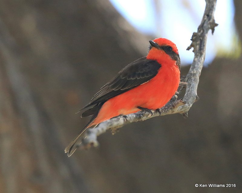 Vermilion Flycatcher male, Cimarron Co, OK, 5-10-16, Jpa_15803.jpg