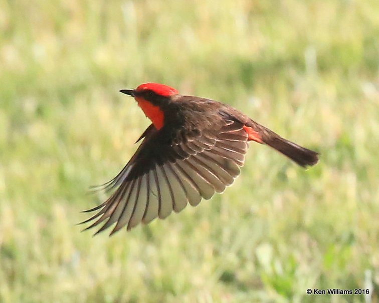 Vermilion Flycatcher male, Cimarron Co, OK, 5-10-16, Jpa_15896.jpg