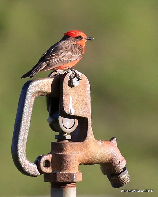 Vermilion Flycatcher male, Cimarron Co, OK, 5-10-16, Jpa_15906.jpg