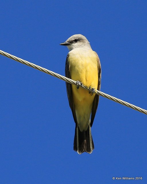 Western Kingbird, Cimmaron Co, OK, 5-9-16, Jpa_1693.jpg