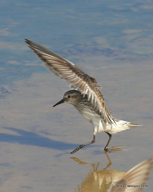 White-rumped Sandpiper, Salt Plains NWR, Alfalfa Co, OK, 5-12-16, Jpa_53455.jpg