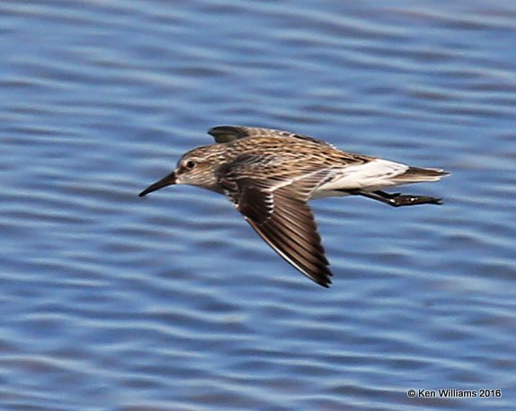 White-rumped Sandpiper, Salt Plains NWR, Alfalfa Co, OK, 5-12-16, Jpa_53460.jpg