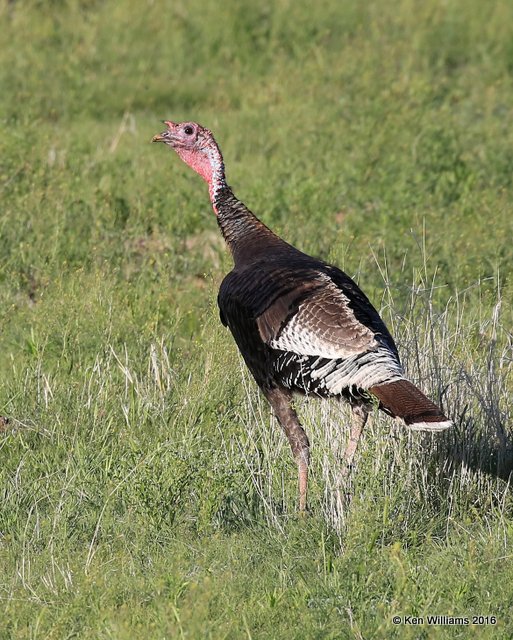 Wild Turkey - Merriam's, Cimmaron Co, OK, 5-9-16, Jpa_1804.jpg