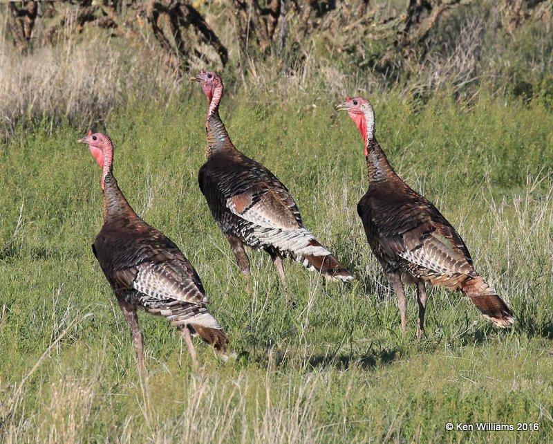 Wild Turkey - Merriam's, Cimmaron Co, OK, 5-9-16, Jpa_1812.jpg