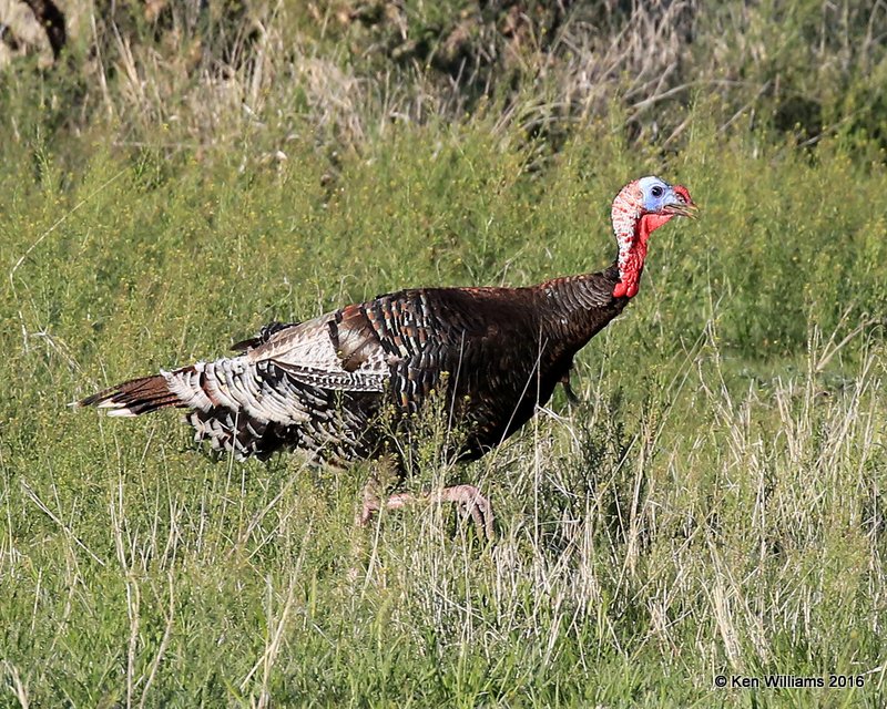 Wild Turkey - Merriam's, Cimmaron Co, OK, 5-9-16, Jpa_1821.jpg