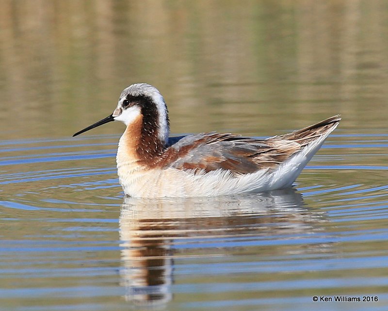 Wilson's Phalarope female, Salt Plains NWR, Alfalfa Co, OK, 5-12-16, Jpa_53360.jpg