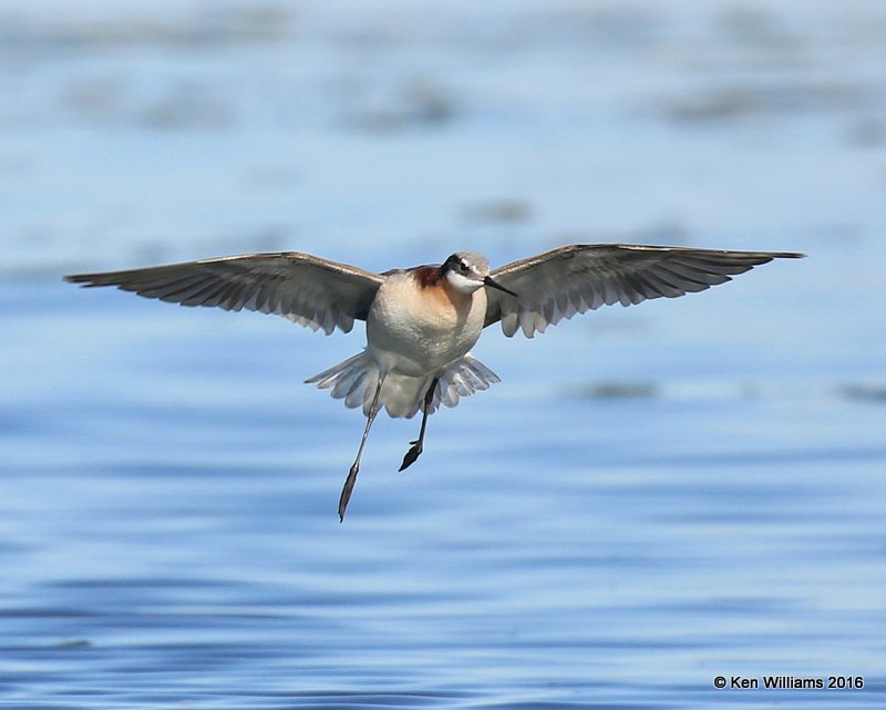 Wilson's Phalarope female, Salt Plains NWR, Alfalfa Co, OK, 5-12-16, Jpa_53499.jpg