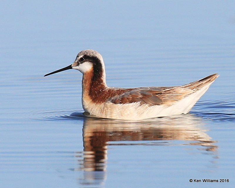 Wilson's Phalarope female, Salt Plains NWR, Alfalfa Co, OK, 5-12-16, Jpa_53546.jpg