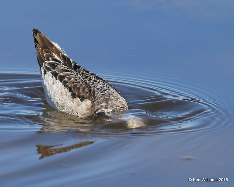 Wilson's Phalarope male feeding, Salt Plains NWR, Alfalfa Co, OK, 5-12-16, Jpa_53356.jpg