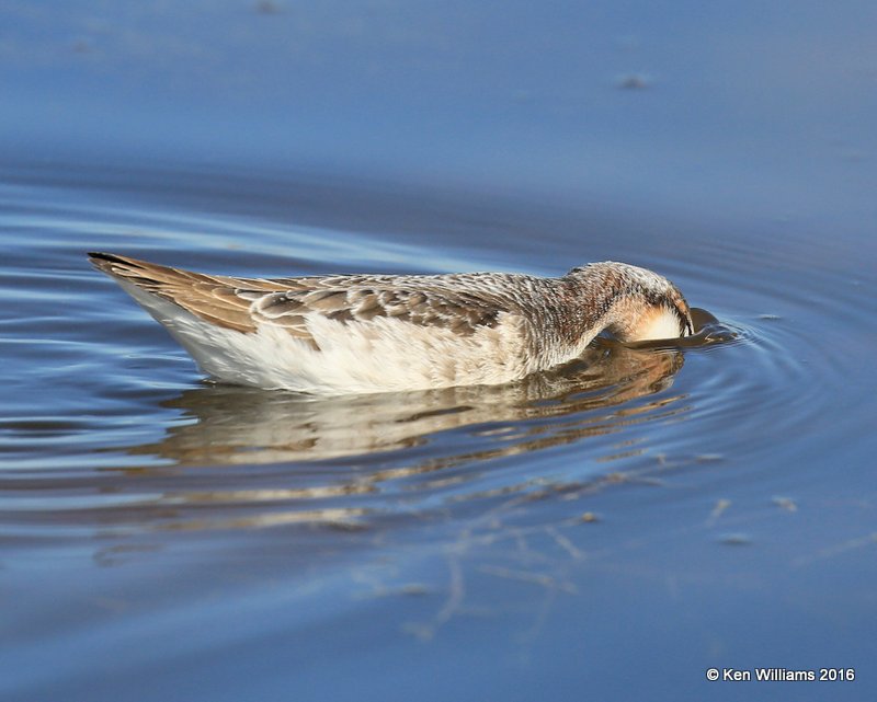 Wilson's Phalarope male feeding, Salt Plains NWR, Alfalfa Co, OK, 5-12-16, Jpa_53357.jpg
