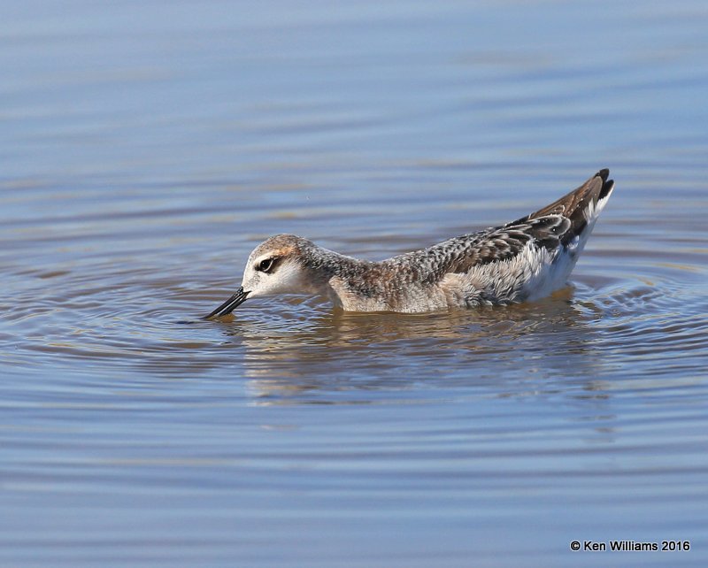 Wilson's Phalarope male feeding, Salt Plains NWR, Alfalfa Co, OK, 5-12-16, Jpa_53371.jpg