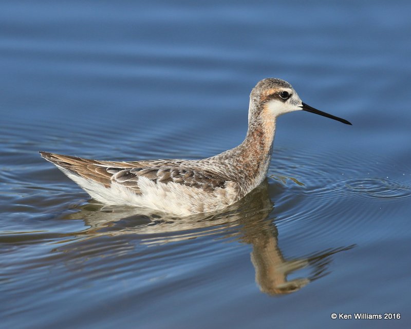Wilson's Phalarope male, Salt Plains NWR, Alfalfa Co, OK, 5-12-16, Jpa_53350.jpg