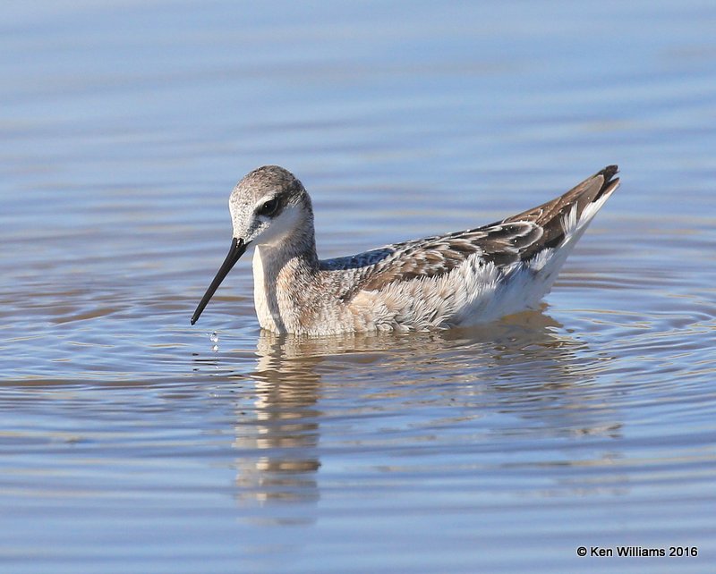 Wilson's Phalarope male, Salt Plains NWR, Alfalfa Co, OK, 5-12-16, Jpa_53370.jpg