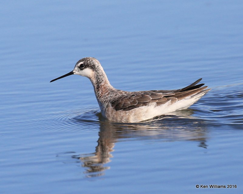 Wilson's Phalarope male, Salt Plains NWR, Alfalfa Co, OK, 5-12-16, Jpa_53519.jpg