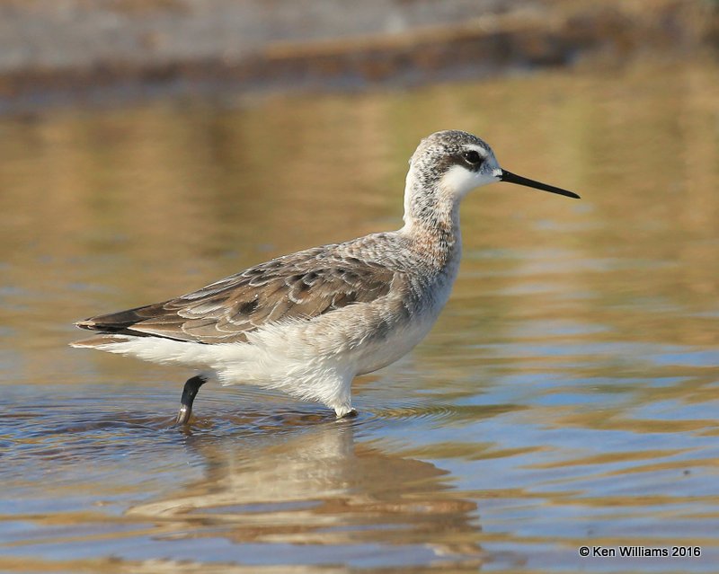 Wilson's Phalarope male, Salt Plains NWR, Alfalfa Co, OK, 5-12-16, Jpa_53527.jpg