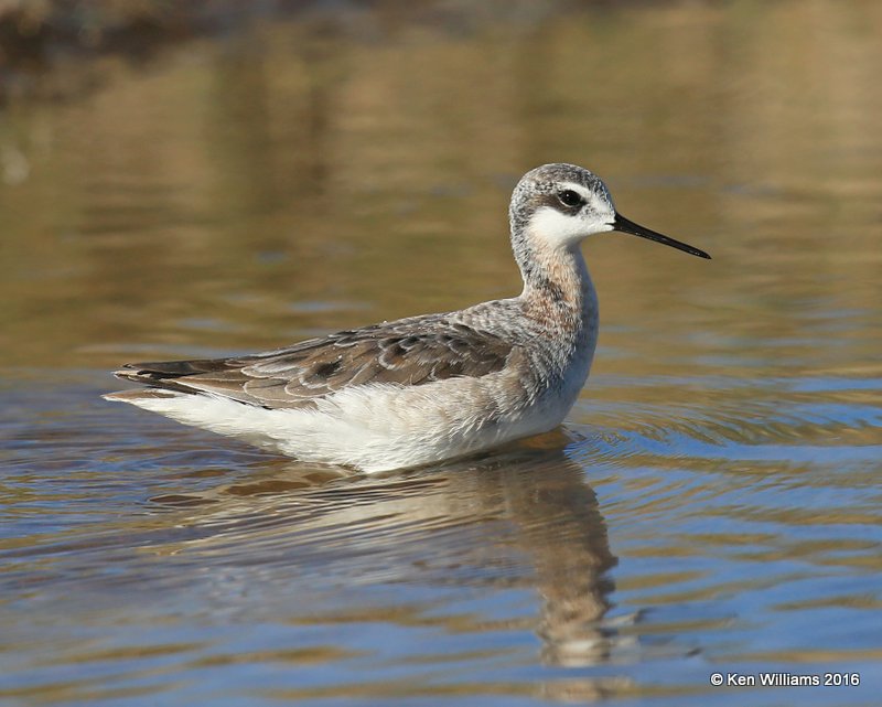 Wilson's Phalarope male, Salt Plains NWR, Alfalfa Co, OK, 5-12-16, Jpa_53528.jpg