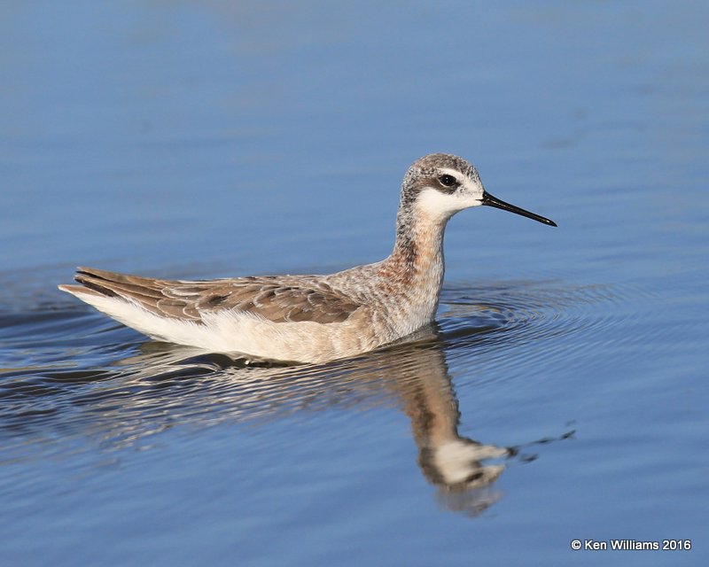 Wilson's Phalarope male, Salt Plains NWR, Alfalfa Co, OK, 5-12-16, Jpa_53530.jpg