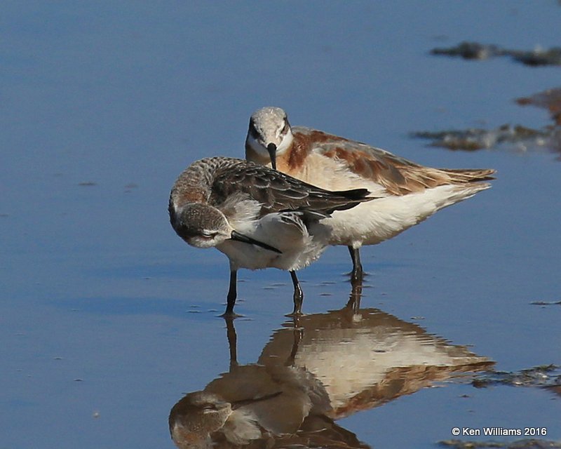 Wilson's Phalarope pair, Salt Plains NWR, Alfalfa Co, OK, 5-12-16, Jpa_53322.jpg