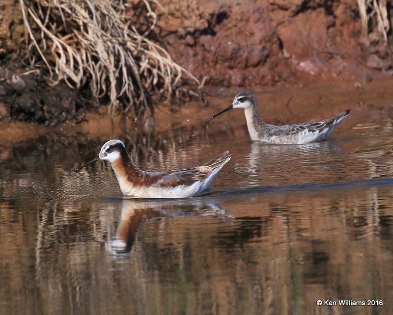 Wilson's Phalarope pair, Salt Plains NWR, Alfalfa Co, OK, 5-12-16, Jpa_53338.jpg