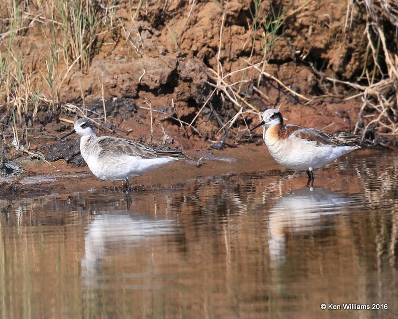 Wilson's Phalarope pair, Salt Plains NWR, Alfalfa Co, OK, 5-12-16, Jpa_53364.jpg