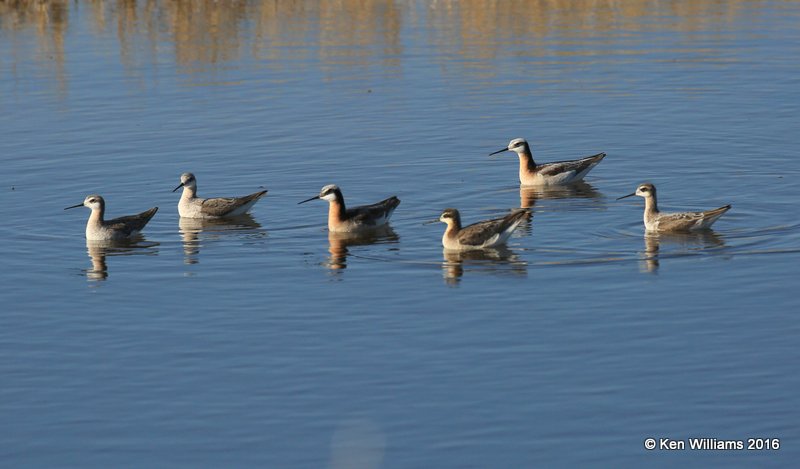 Wilson's Phalaropes, Salt Plains NWR, Alfalfa Co, OK, 5-12-16, Jpa_53560.jpg